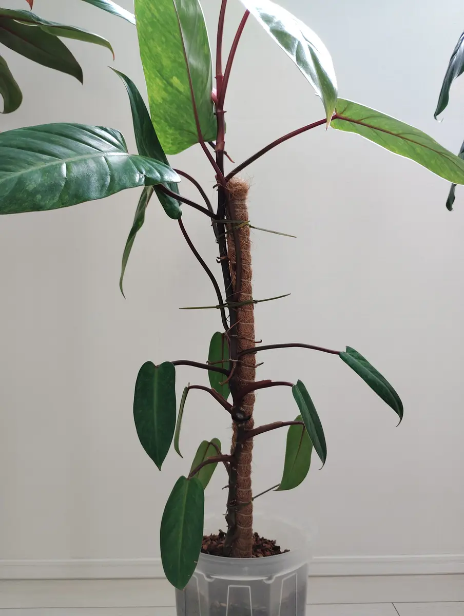 フィロデンドロンの切り戻し初めて質問します。観葉植物大好き