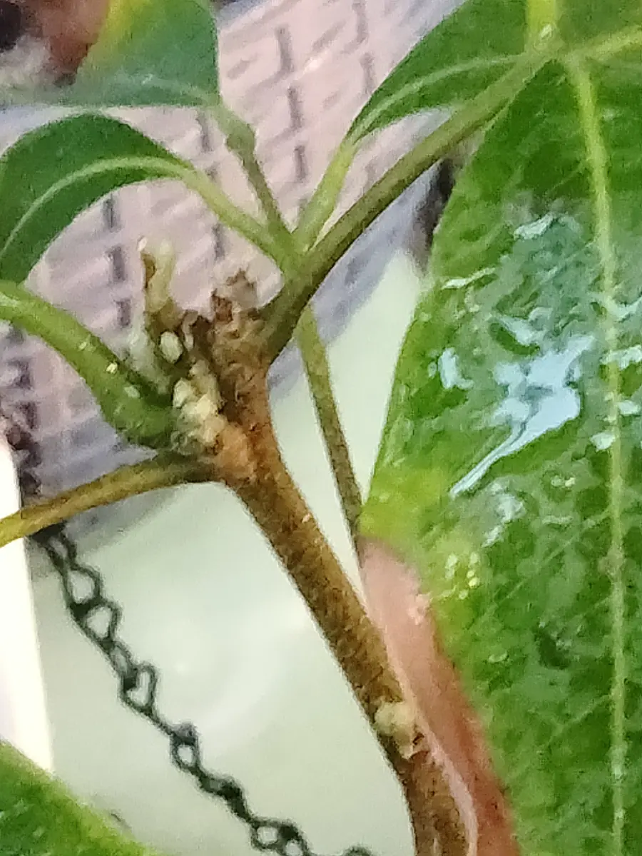 取り木のライチ チャカパドの苗を、今夏入手しました。不注意
