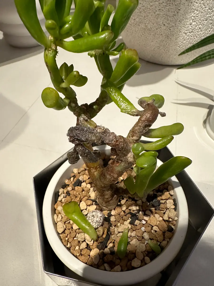 ゴーラム(宇宙の木)についての質問です室内の明るい日陰で水捌