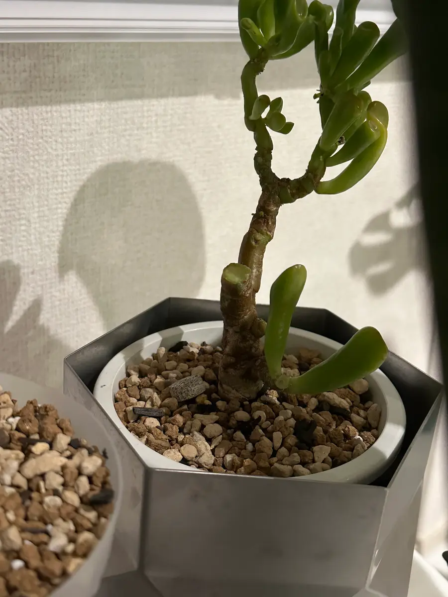 ゴーラム(宇宙の木)についての質問です室内の明るい日陰で水捌