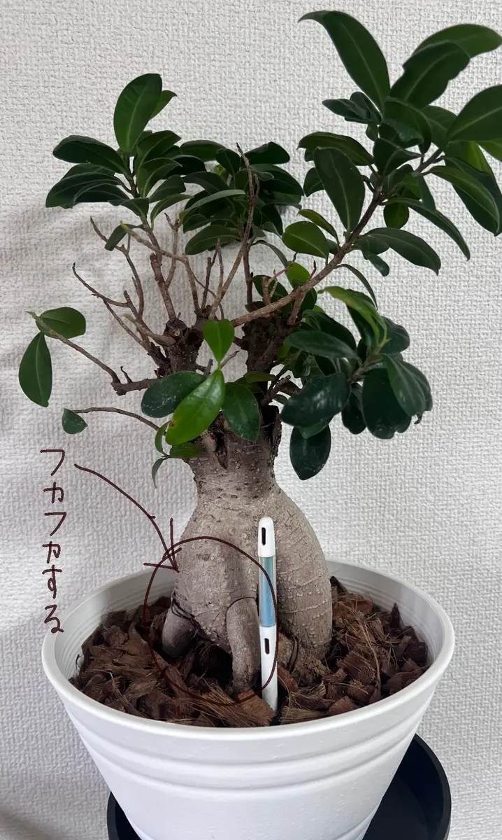か*な様 【おもしろ株/300円スタート】パンダガジュマル 斑入り