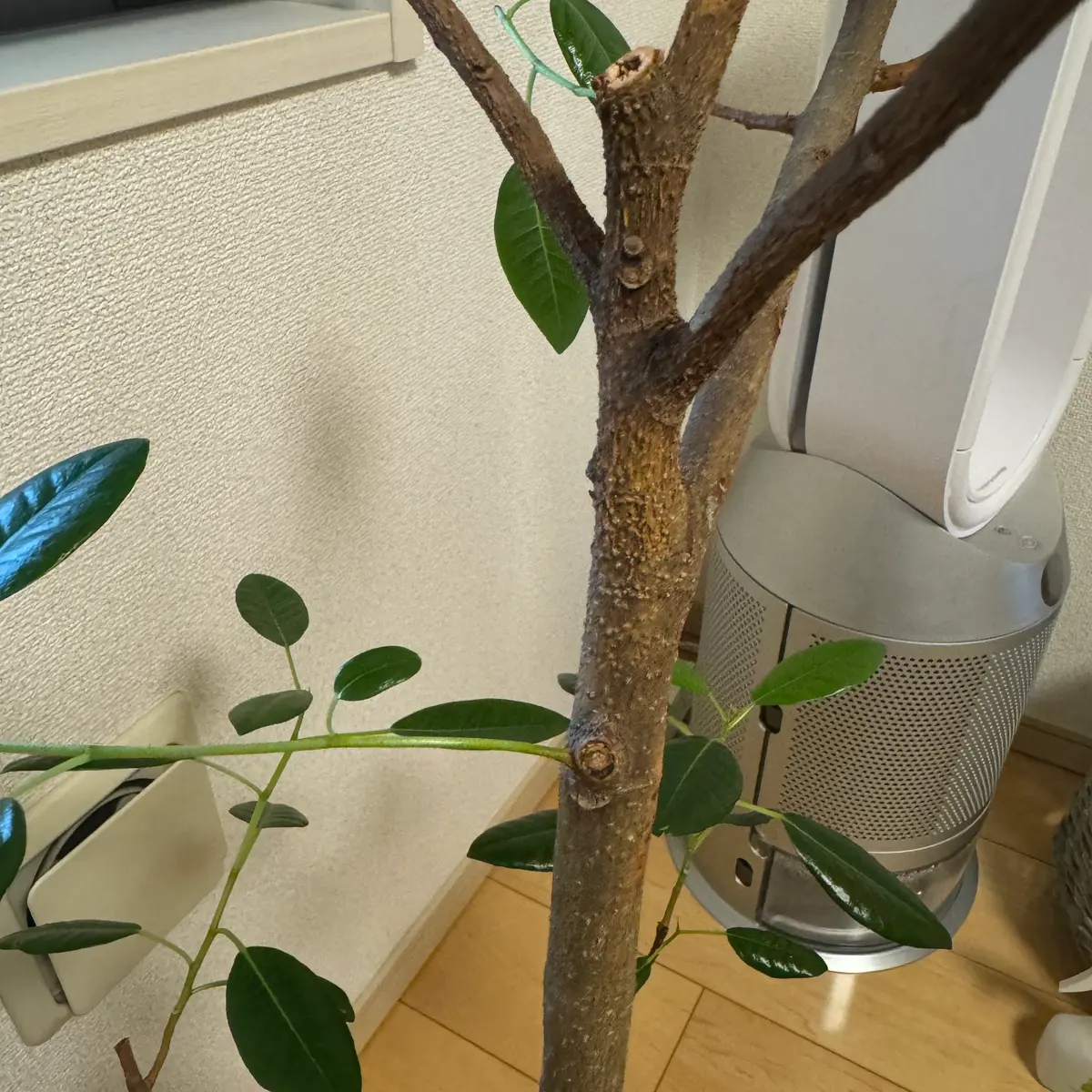 フランスゴム　リビングサイズ　no15 フランスゴムの木 ノーマル | 観葉植物 | 送料無料でお届け