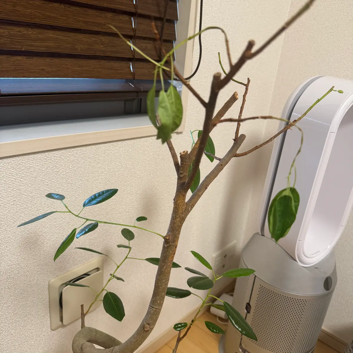 フランスゴム　リビングサイズ　no15 フランスゴムの木 ノーマル | 観葉植物 | 送料無料でお届け