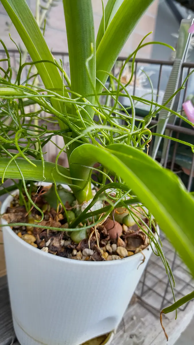 ソウカクデン 鱗片挿しの子株 子株だけ一つの鉢に植え替えた｜園芸