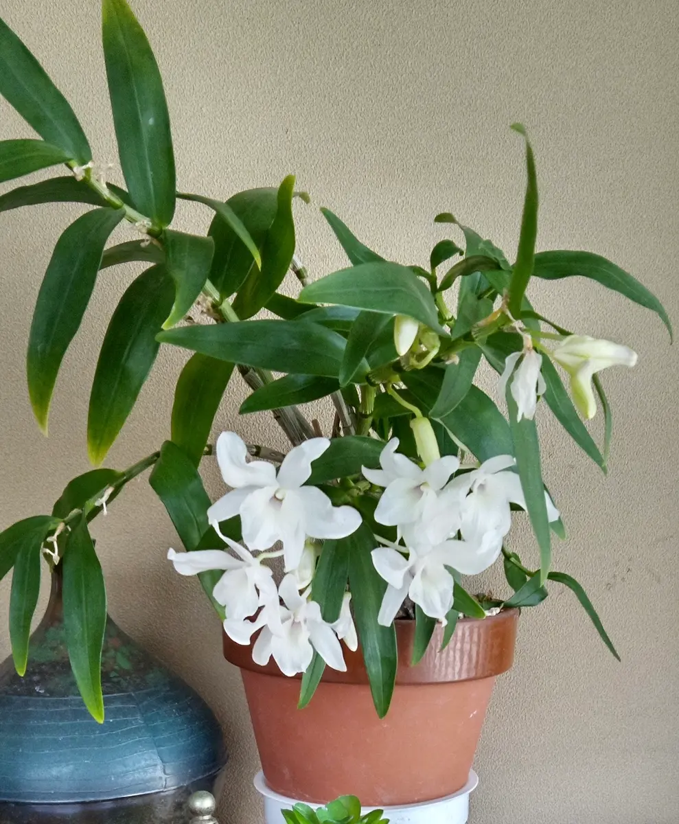 観葉植物 名前を忘れてしまいました 【公式通販】