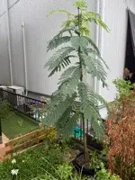 2023.6月に小さなネムノキの苗（高さ20cm）を購入し鉢植えで育