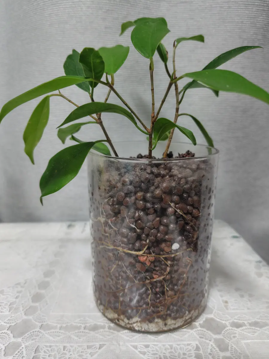 初心者です。2ヶ月ほど前にガジュマルの挿し木を購入し、ハイド