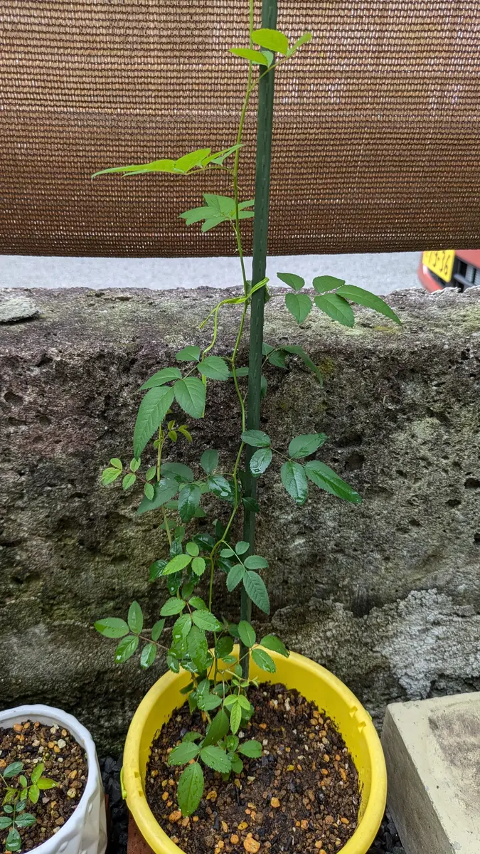 野明様専用 バラ苗 薔薇挿し木苗