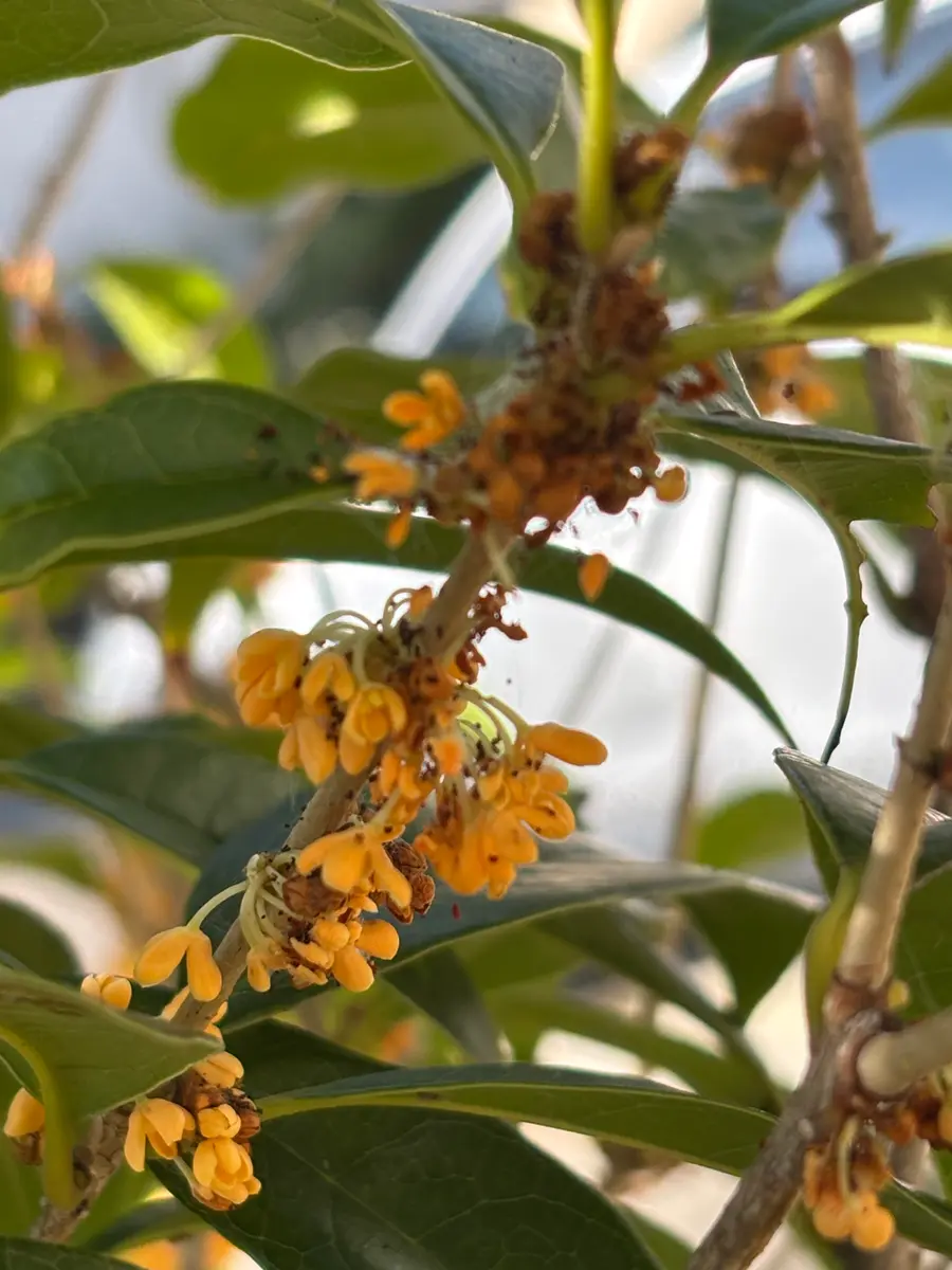 春に植えたキンモクセイの花が咲き始め喜んでいたのですが、花