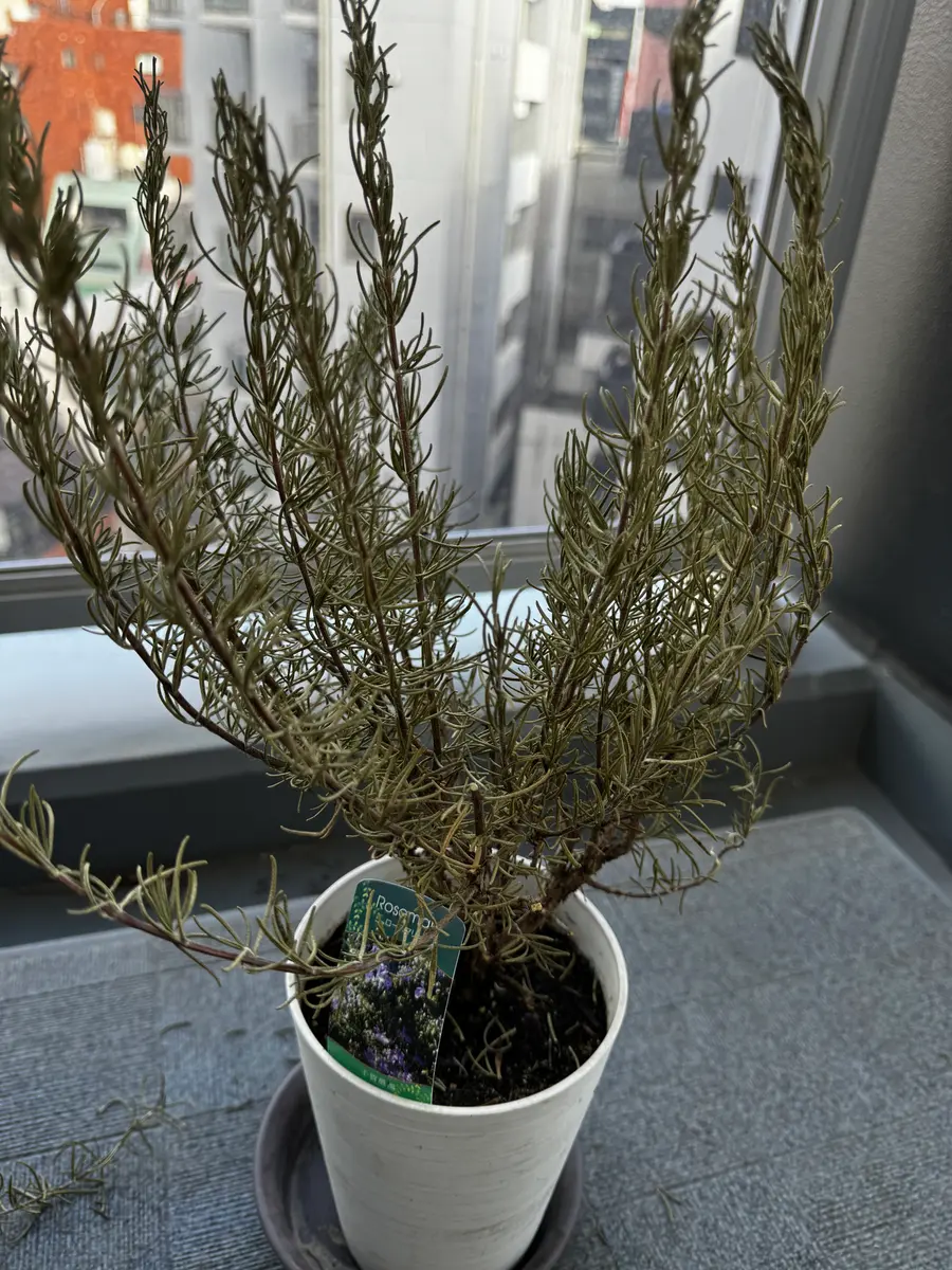 先月、花屋さんで売られていたローズマリーを購入しました。購
