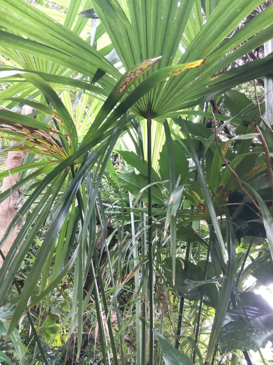 シュロの木　樹高約10m シュロの木 樹高約10m