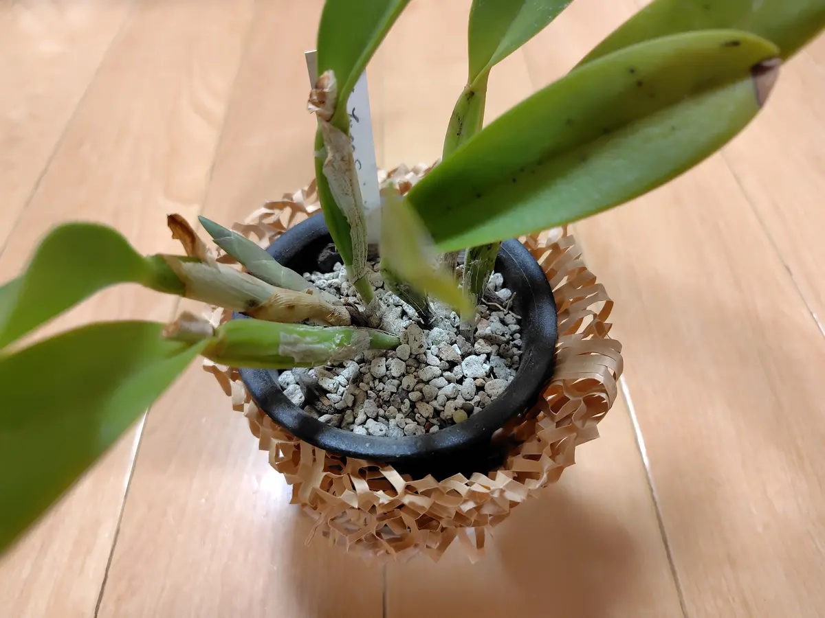感謝の声続々！ カトレア・トキワシノブ・流木植え （トキワシノブの 耐寒性あり ビカクシダ