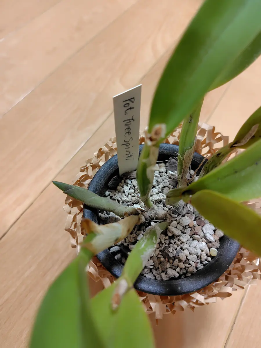 カトレアの水苔がパサパサでなかなか水を吸わずバルブがしわし 
