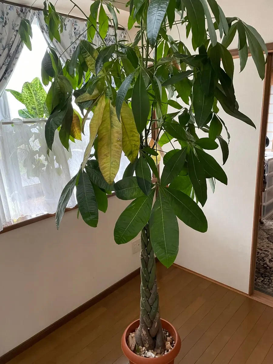 パキラを育てています。ここ最近葉っぱが黄色、茶色になり、片 