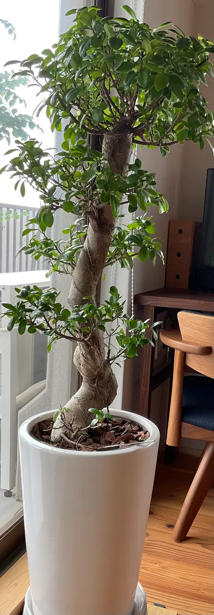 現在室内で管理しているガジュマルは、今からベランダに出して