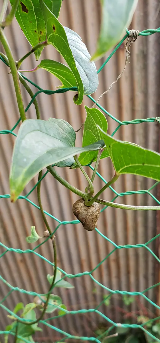 販売停止 斑入り やまいも 苗 ① 販売停止 斑入り やまいも 苗 ①