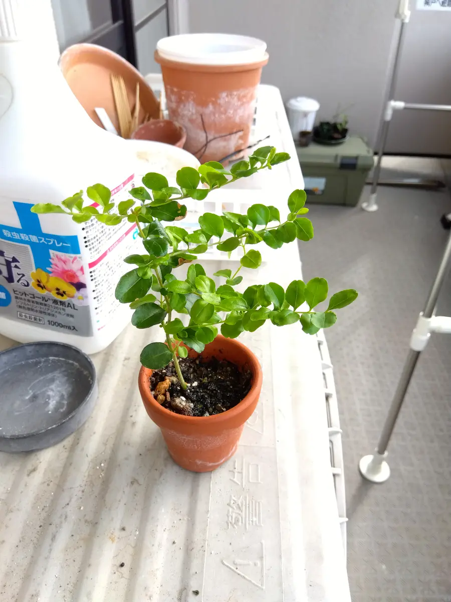 名前を教えてください。他の植物の植木鉢の中から生えてきて雑｜園芸相談Q＆A｜みんなの趣味の園芸