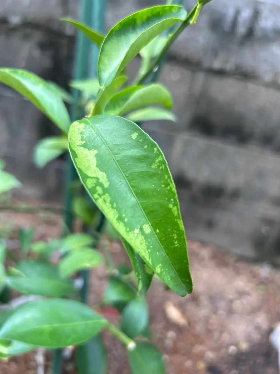 日向夏二年生苗の葉っぱの色がおかしいのですがなんの病気かわ 日向夏二年生苗の葉っぱの色がおかしいのですがなんの病気かわ
