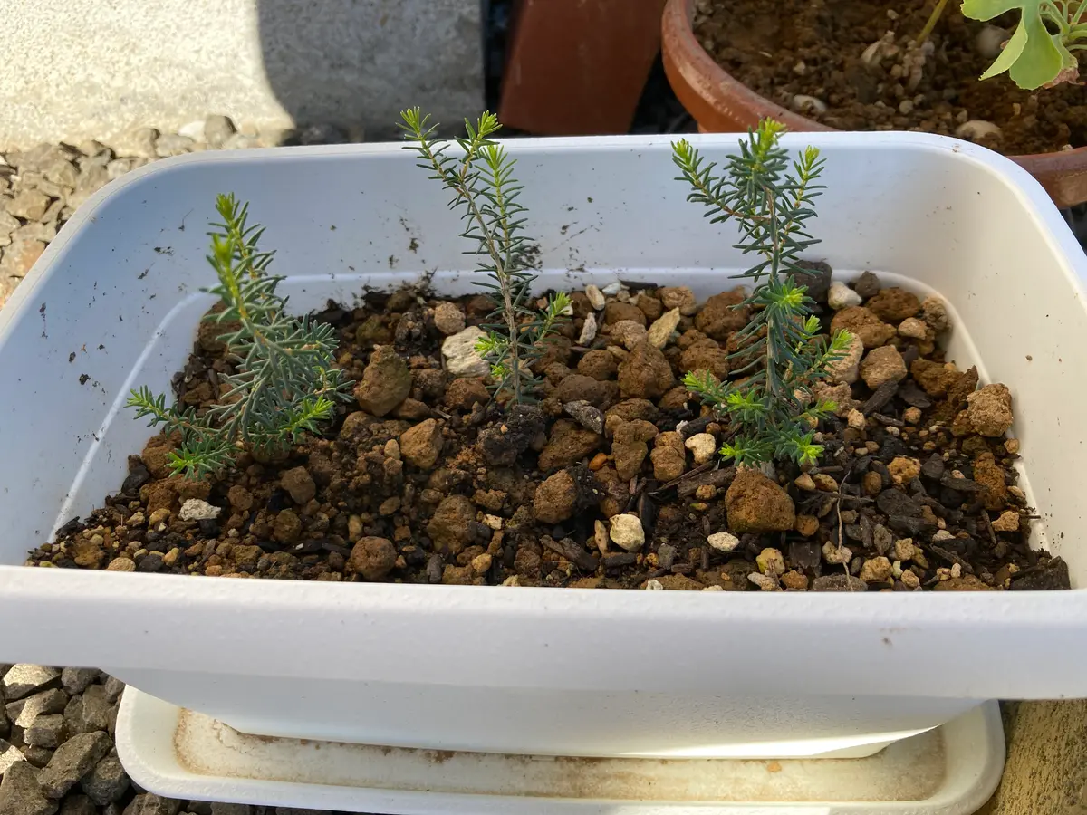 希少種 挿し木3種 発根済 カ*ズ様 パンダガジュマル 斑入り超