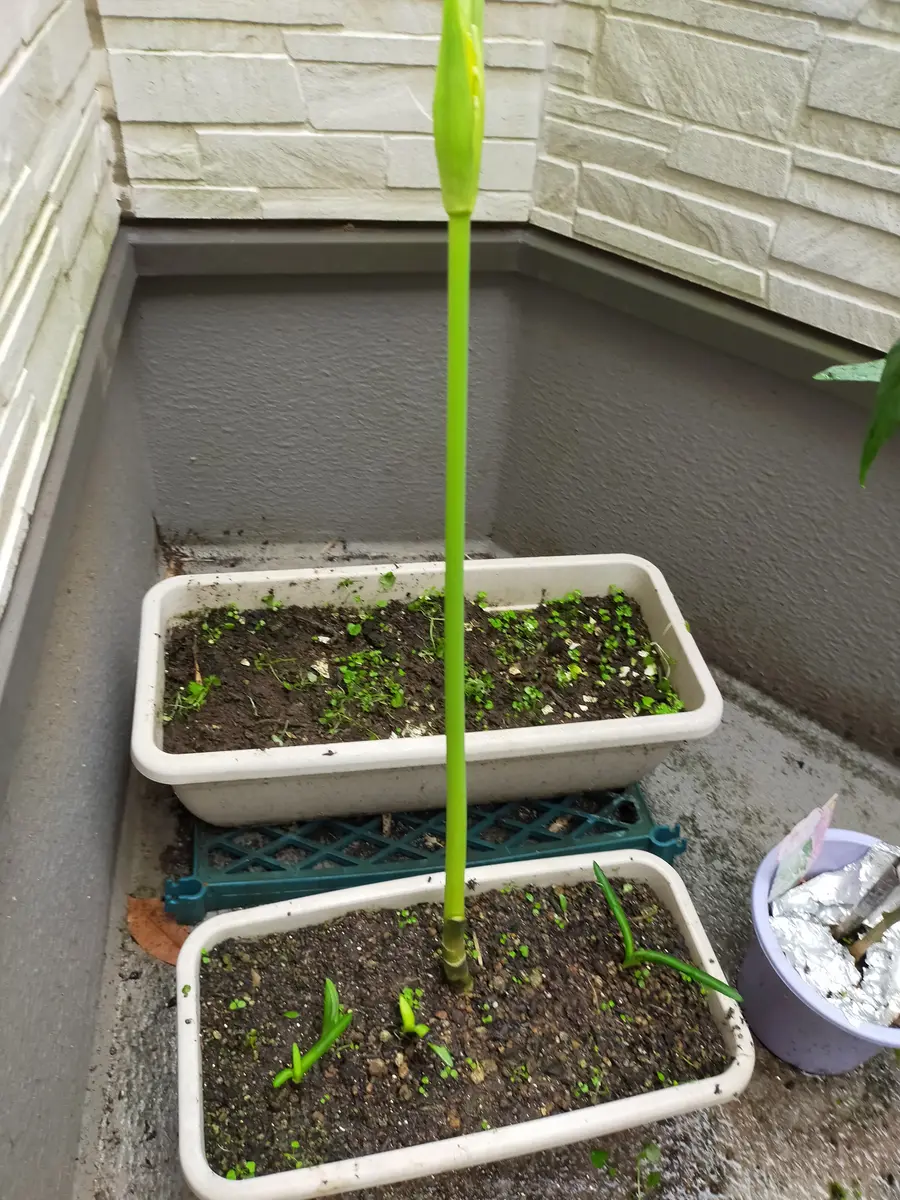 これは2年前に諦めていた植えたアスパラが延びたのですか？す｜園芸