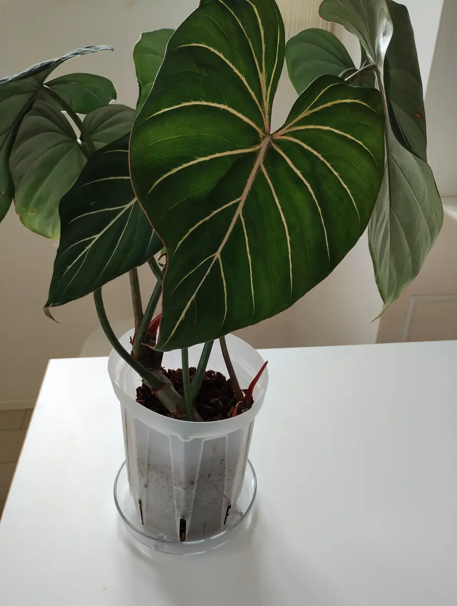 観葉植物【フィロデンドロン グロリオーサム バリエガタ】激レア