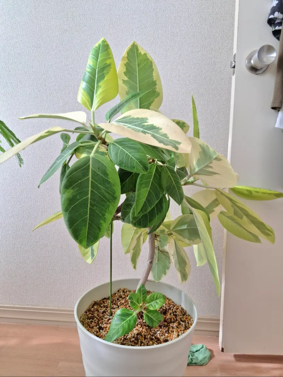 フィカスアルテシマについて。1、葉が増えすぎたので、剪定が｜園芸