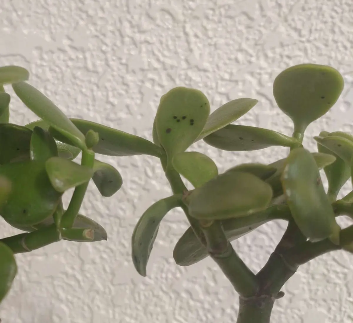金のなる木を昨年秋位に購入し、ピンクの花も一度咲きました