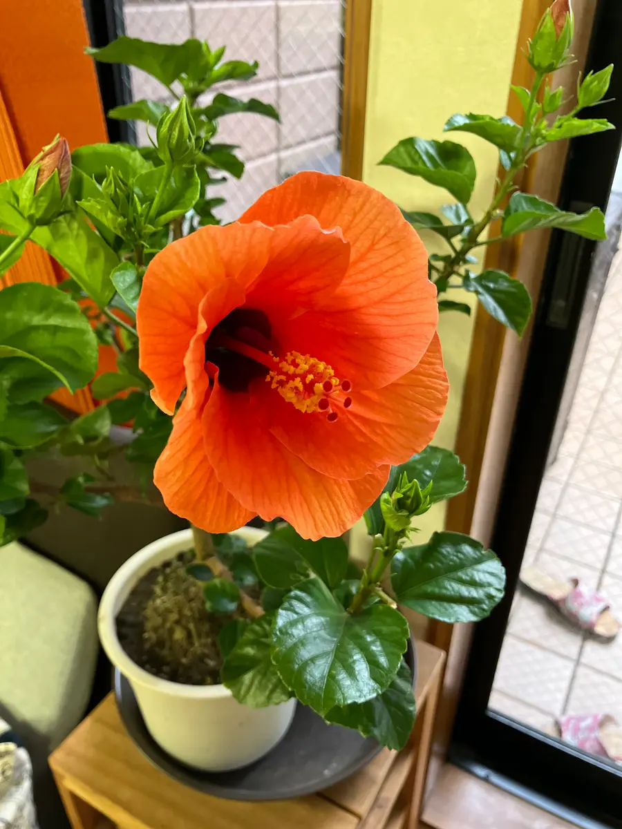 1週間前にハイビスカスの鉢を購入しました。[5号鉢][中輪ハ｜園芸