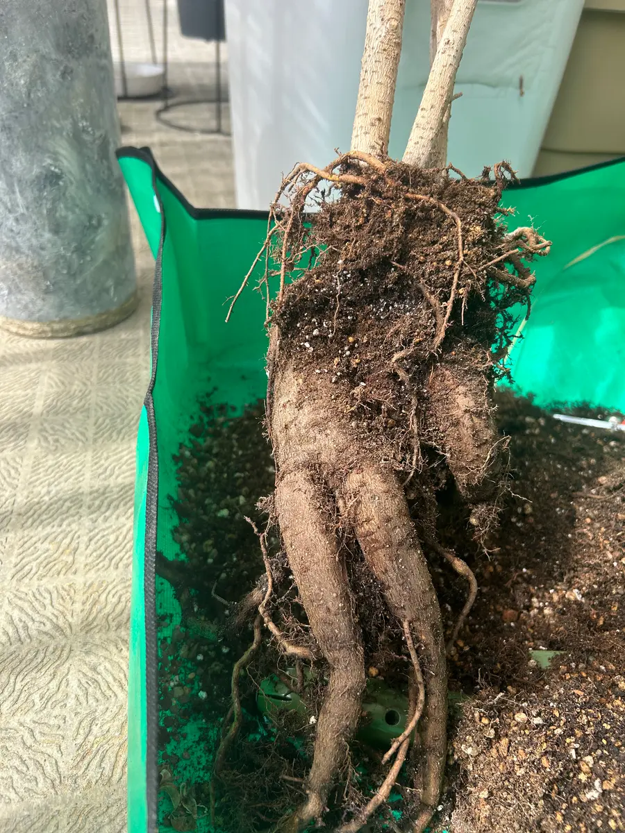 ベンジャミンバロックの幹が太くなったので、植え替えしている