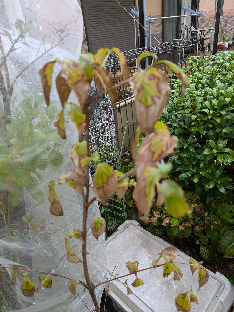 知り合いから、ヤマボウシをいただきました。地植えのを抜いた