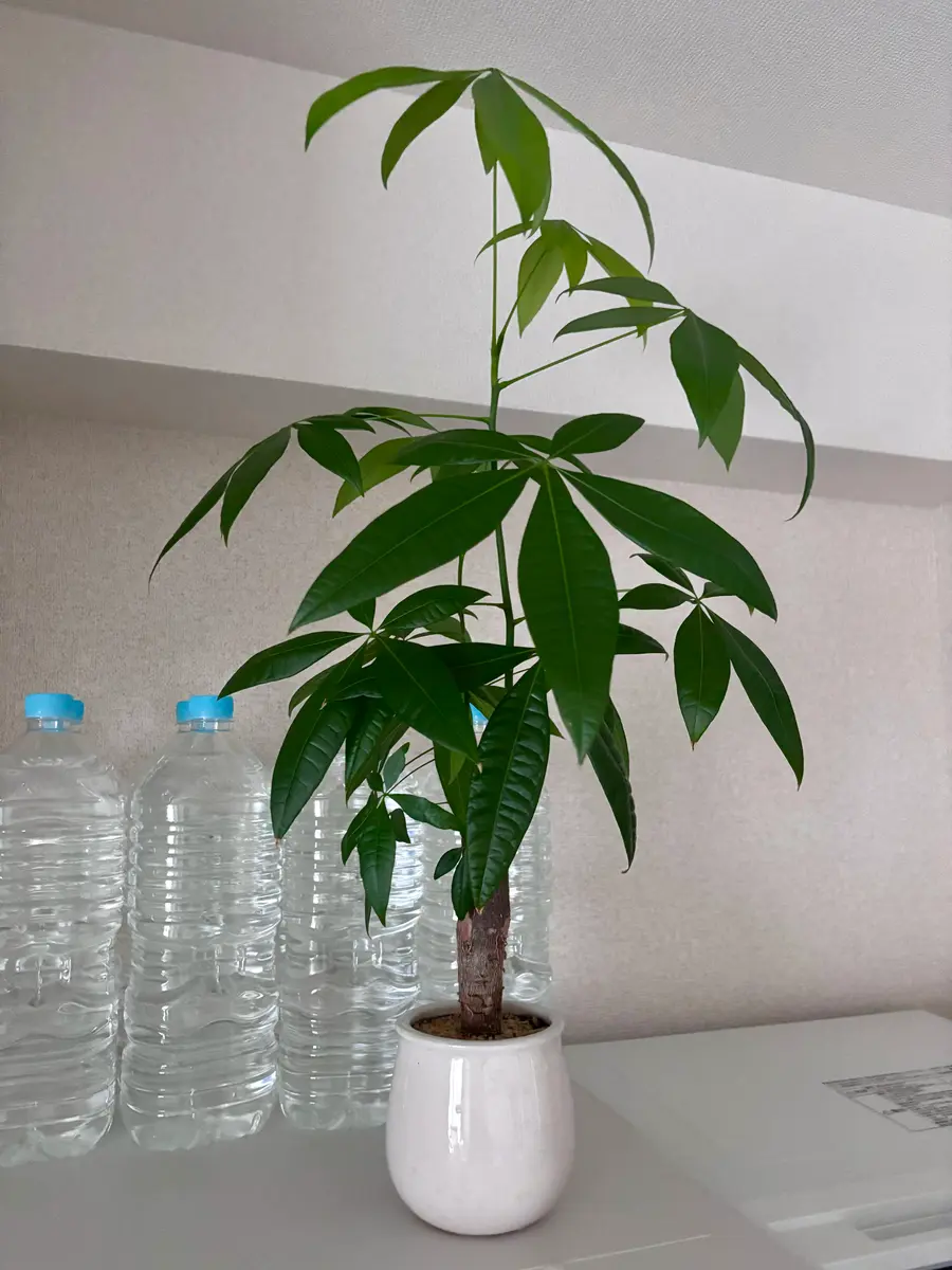 新着入荷の通販 はじめてパキラをお迎えして半年ほど経ちましたが、30cmほど大 その他