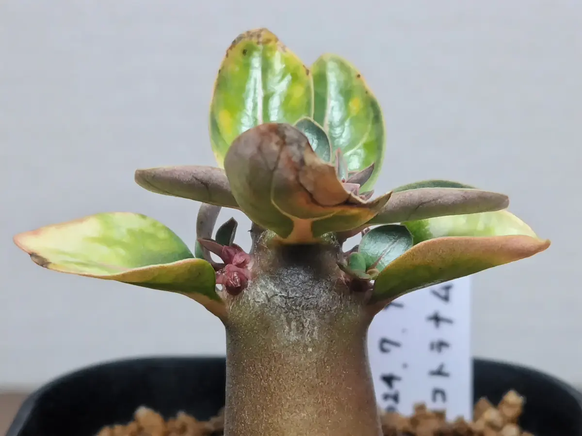タイ輸入】アデニウム・アラビカム 綴化 タイ輸入】アデニウム