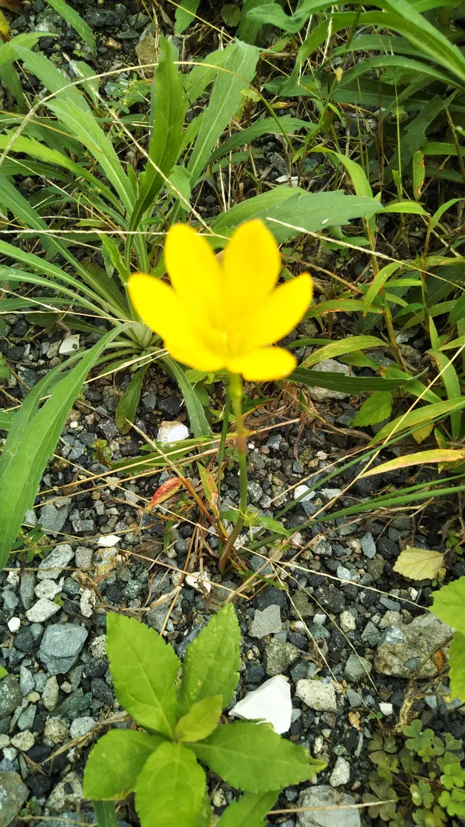 植えた覚えはないのですが、一輪だけ咲いていました。葉っぱは