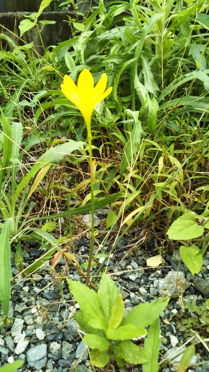 植えた覚えはないのですが、一輪だけ咲いていました。葉っぱは