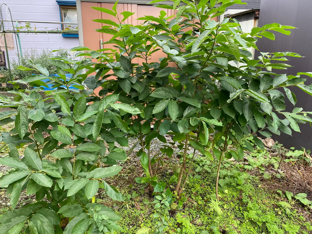 mint様1剤13本2剤1本よろしくお願いします。