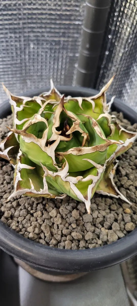 アガベ(白鯨)についてなのですが最近、下記症状があります。｜園芸