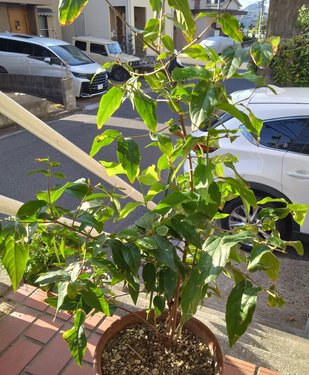 この木は何の木でしょうか？父いわく、買った記憶はないそうで