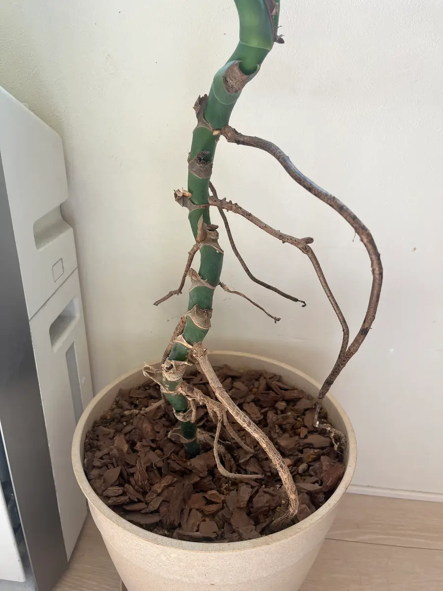 少し前に植え替えたモンステラから新芽が出て来ません。気根の
