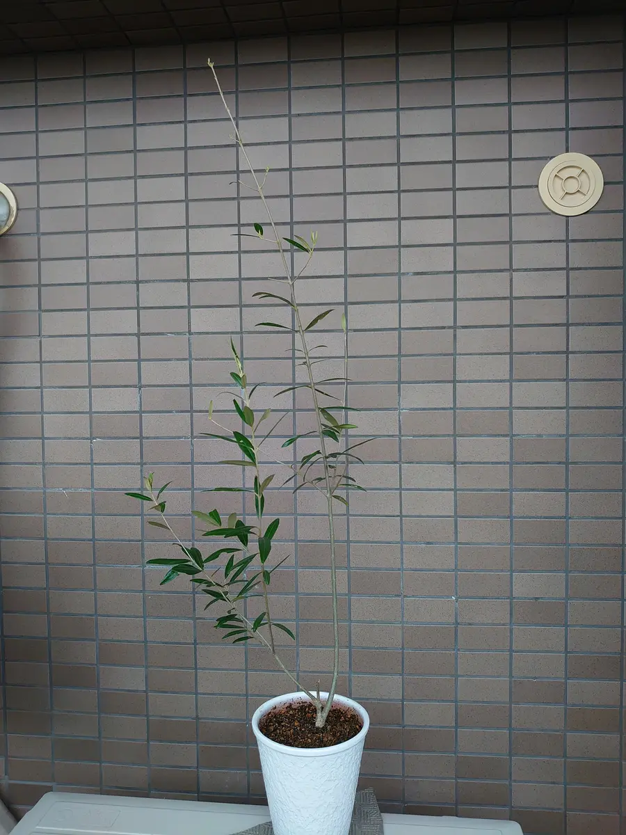 鉢植えのオリーブの木（高さ2m程） 楽天市場】オリーブの木 2m（ガーデニング・農業｜花・ガーデン・DIY