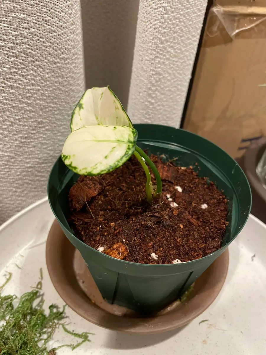 こんにちは。園芸初心者です。ダイソーでアグラオネマのクリア