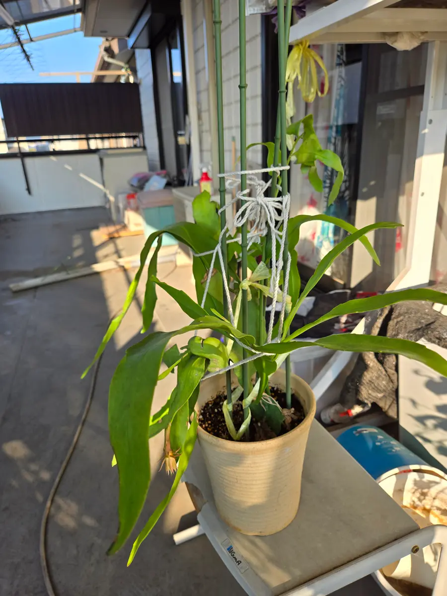 月下美人 苗（開花済み）