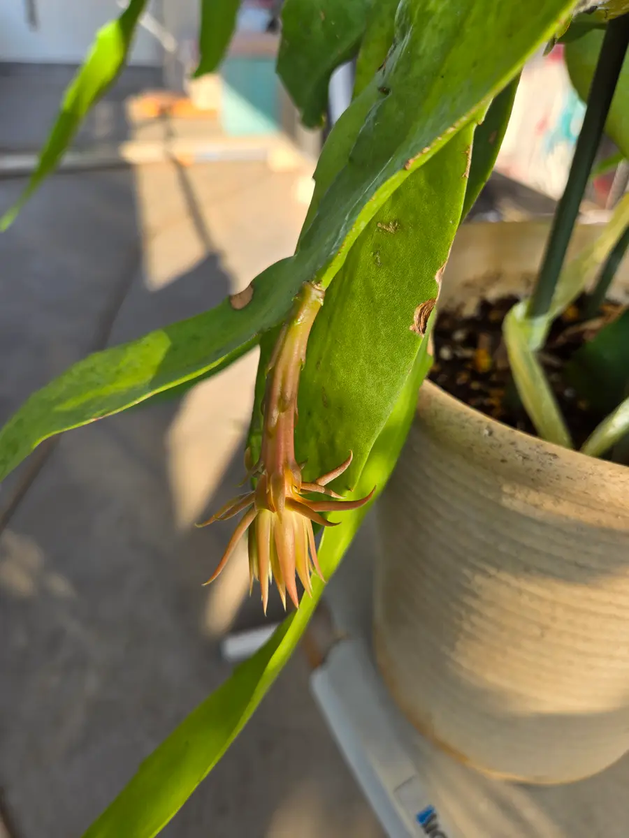 この先どうしたら？月下美人です。昨年、苗を購入しこの夏でか