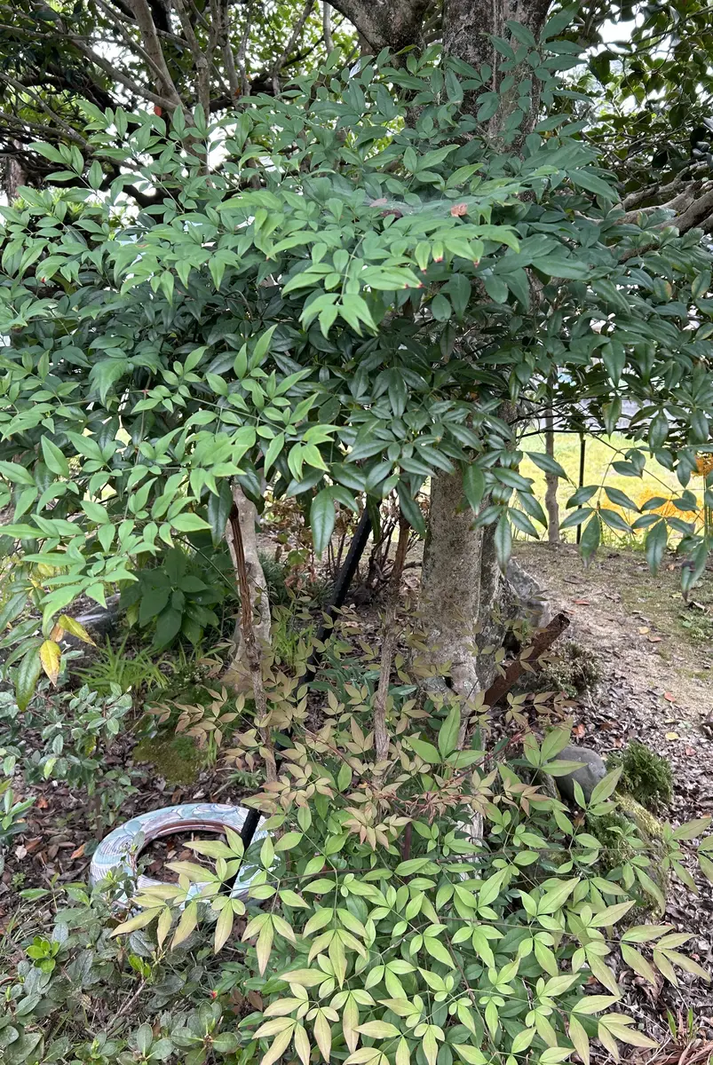 くらしの花百科: GARDENING BOOK |本 | 通販 | Amazon