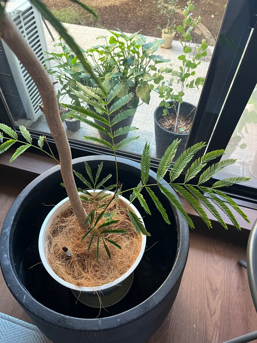 他の人が持ってない観葉植物