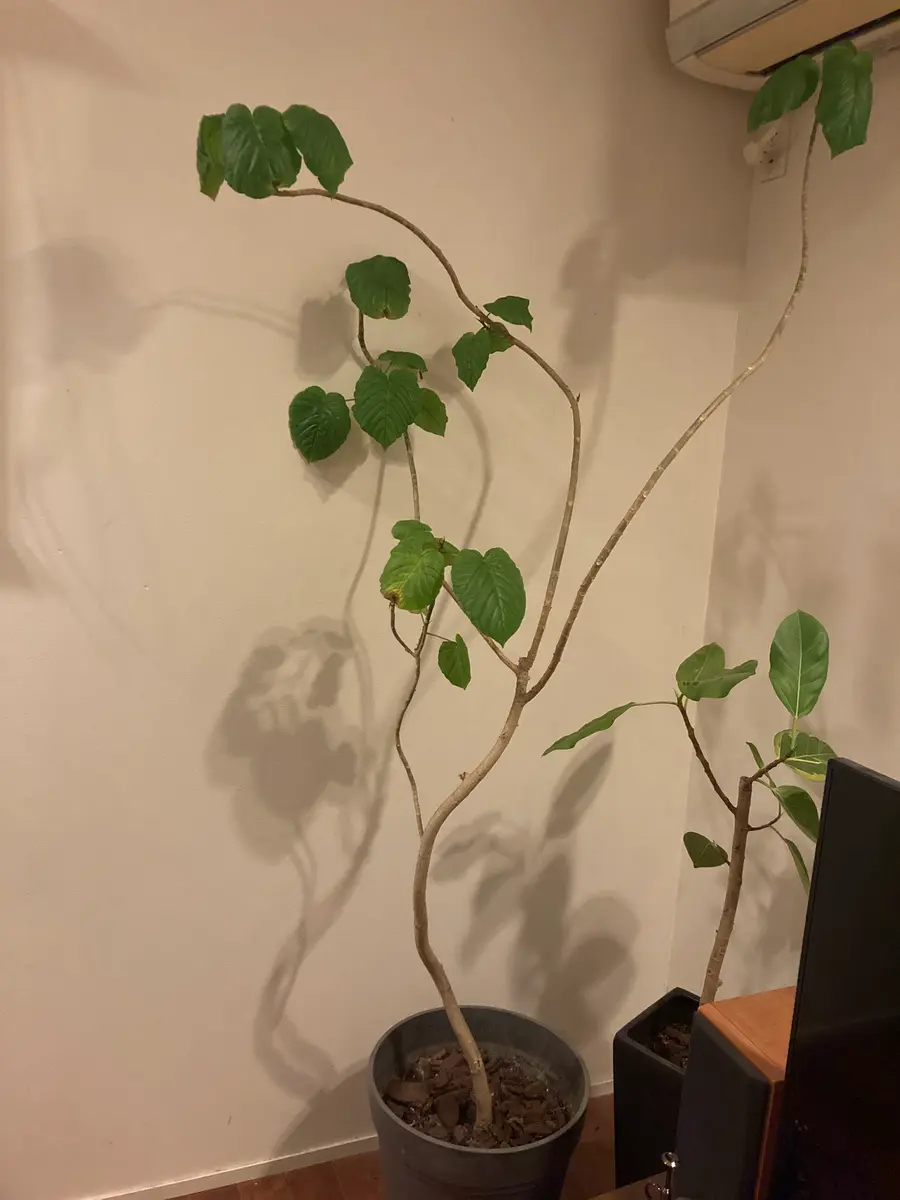 年季の入ったウンベラータです 年季の入ったウンベラータです