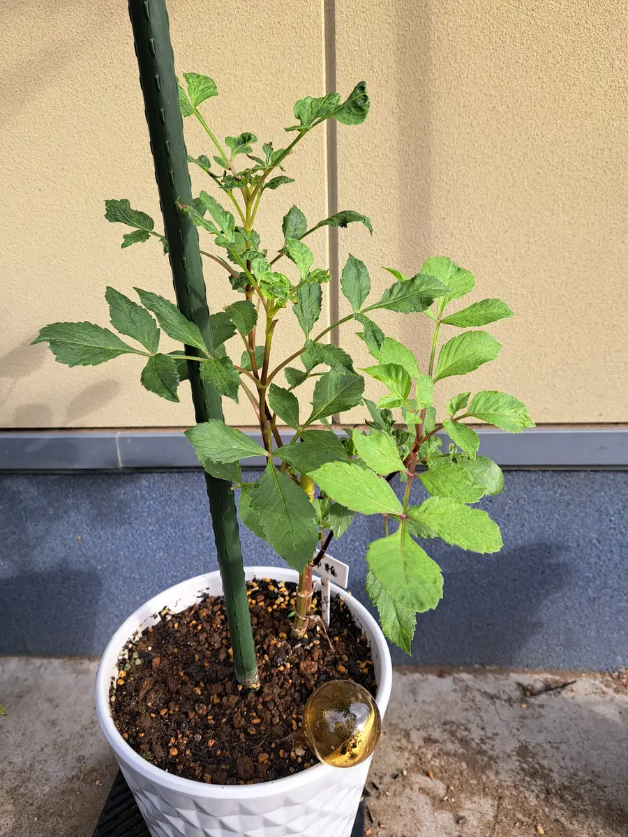 ダリアの育て方について今年は花を諦めて球根を太らせたいで｜園芸