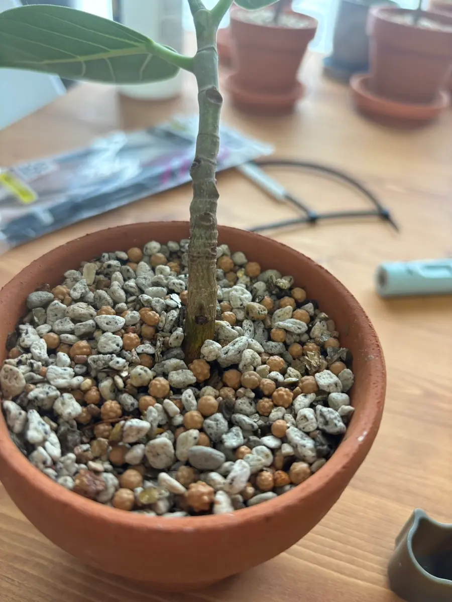 フィカス ベンガレンシス 114センチ 頂点未剪定‼︎ フィカス