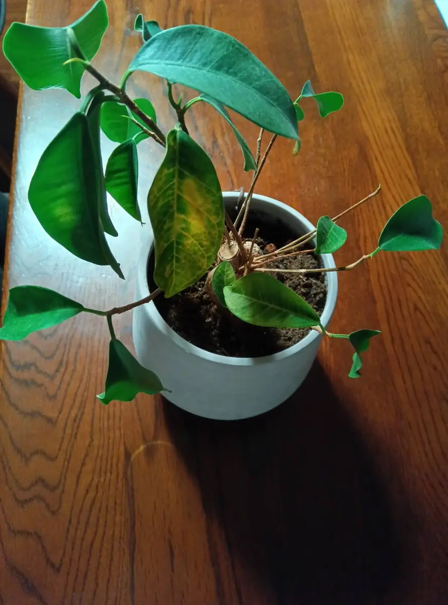 元気がないので心配です！今部屋で育てている植物が元気なさそ