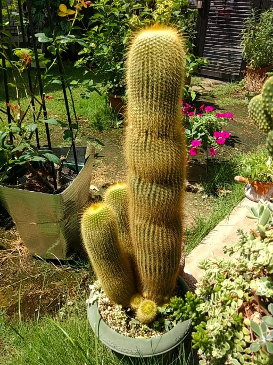 希少・斑入り｜ツピタンサス ゴールデンキング 10号 曲線美【立派な