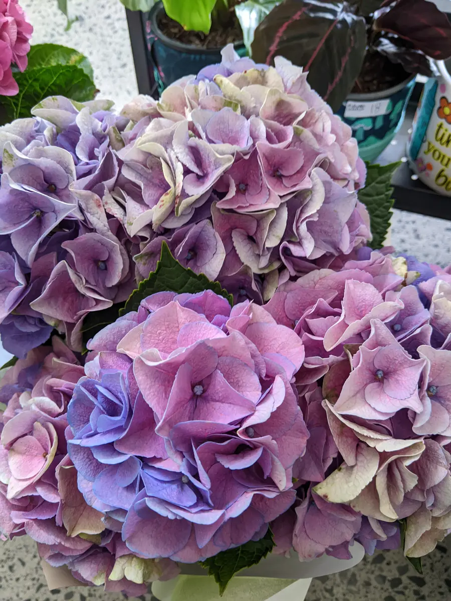 紫陽花の色について質問です。住んでいる所は南半球の亜熱帯｜園芸